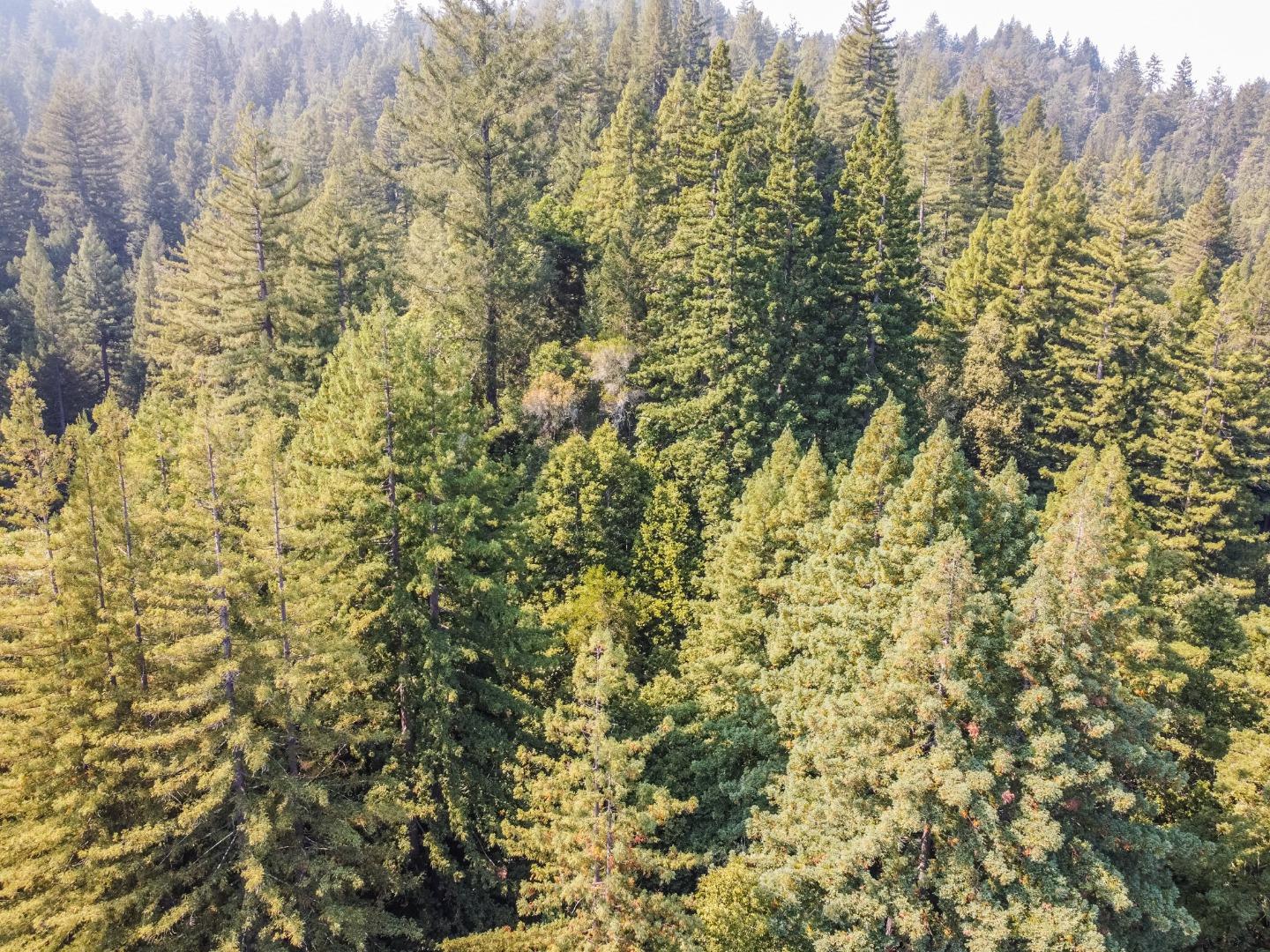12101 Love Creek, BEN LOMOND, California 95005, ,Lots And Land,For Sale,Love Creek,40963626