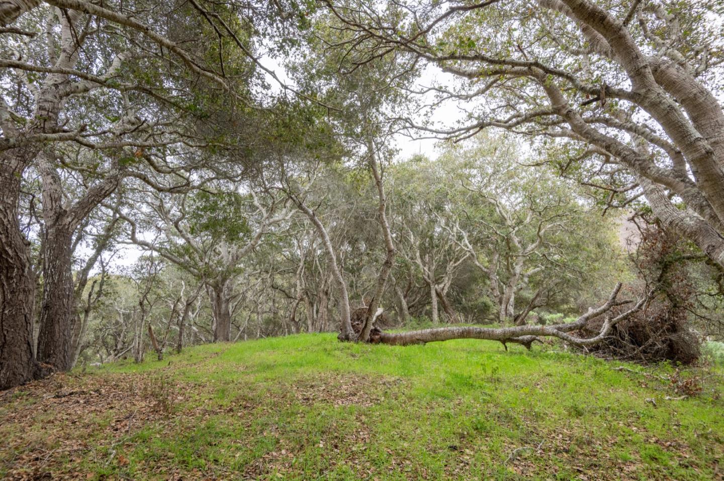 5486 Quail Meadows Drive, CARMEL, California 93923, ,Lots And Land,For Sale,Quail Meadows Drive,40963629