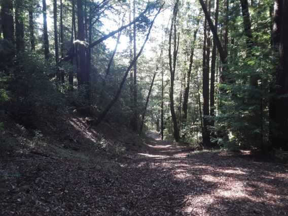 18400 Hwy.9, BOULDER CREEK, California 95006, ,Lots And Land,For Sale,Hwy.9,40963684