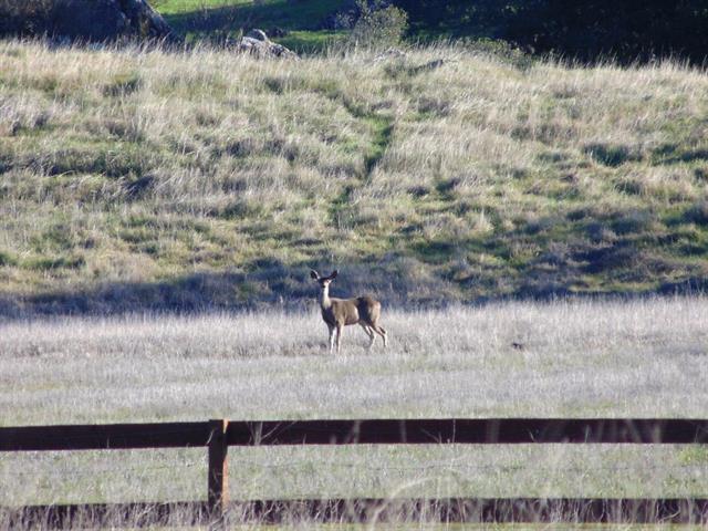 00 Vista Ct, GILROY, California 95020, ,Lots And Land,For Sale,Vista Ct,40963711