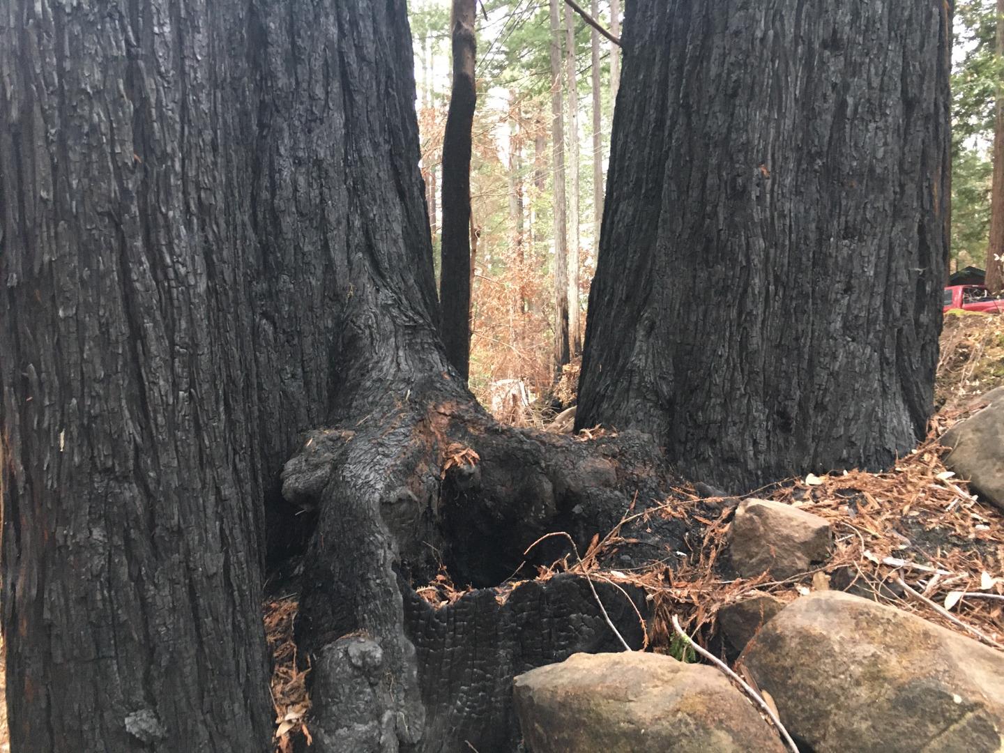 VACANT JAMISON CREEK ROAD, BOULDER CREEK, California 95006, ,Lots And Land,For Sale,JAMISON CREEK ROAD,40963719