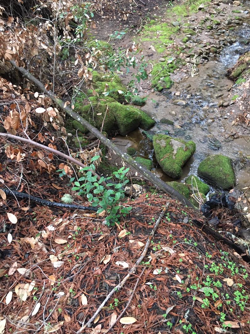 VACANT JAMISON CREEK ROAD, BOULDER CREEK, California 95006, ,Lots And Land,For Sale,JAMISON CREEK ROAD,40963719