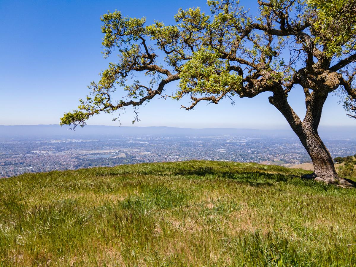 0 Higuera, SAN JOSE, California 95148, ,Lots And Land,For Sale,Higuera,40964294
