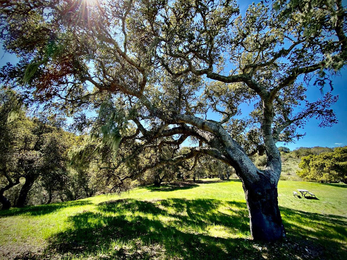 8 Corral Run, CARMEL VALLEY, California 93923, ,Lots And Land,For Sale,Corral Run,40963857