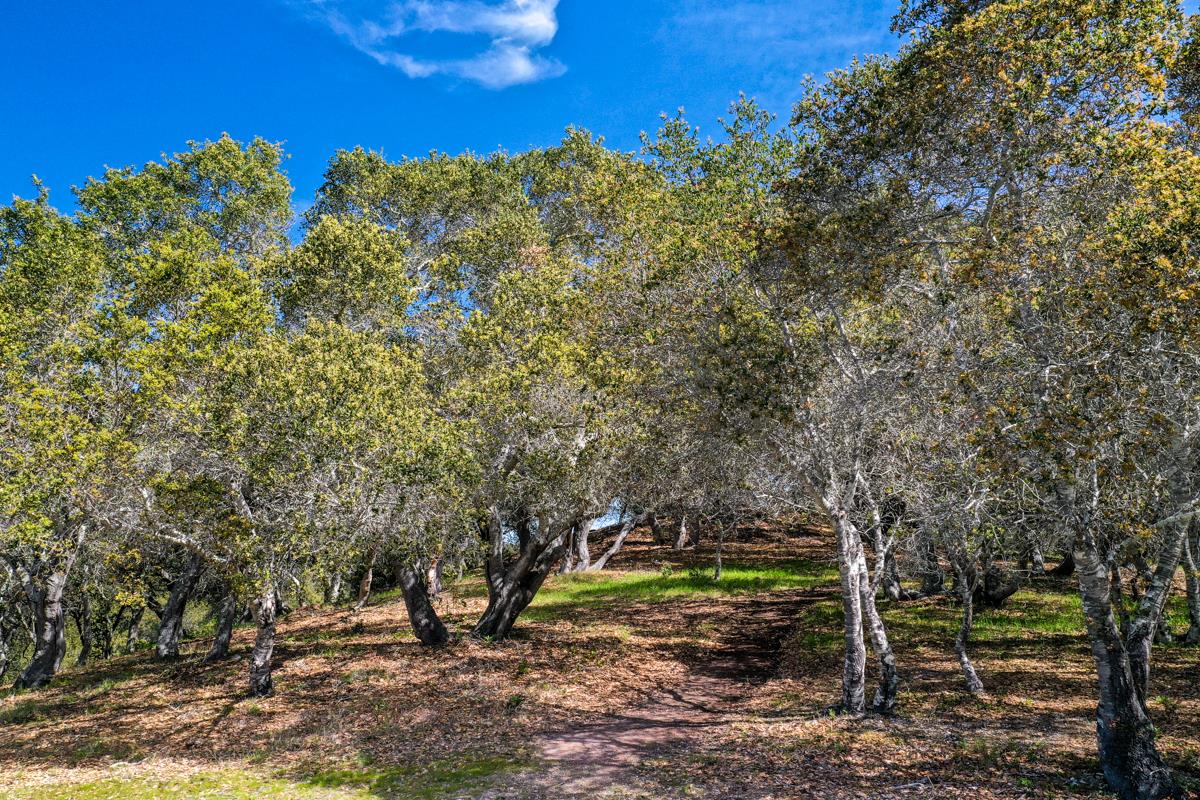 8 Corral Run, CARMEL VALLEY, California 93923, ,Lots And Land,For Sale,Corral Run,40963857
