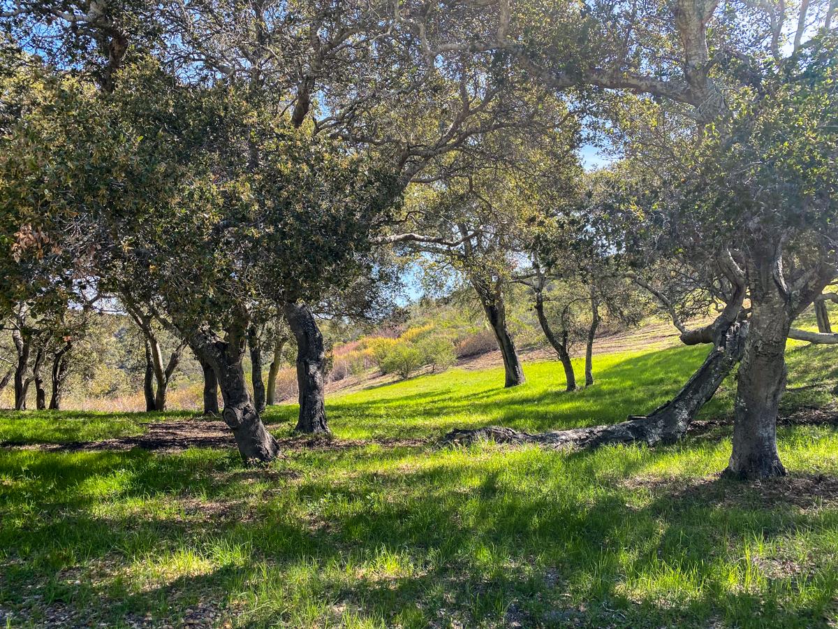 8 Corral Run, CARMEL VALLEY, California 93923, ,Lots And Land,For Sale,Corral Run,40963857