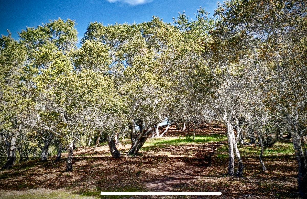 8 Corral Run, CARMEL VALLEY, California 93923, ,Lots And Land,For Sale,Corral Run,40963857