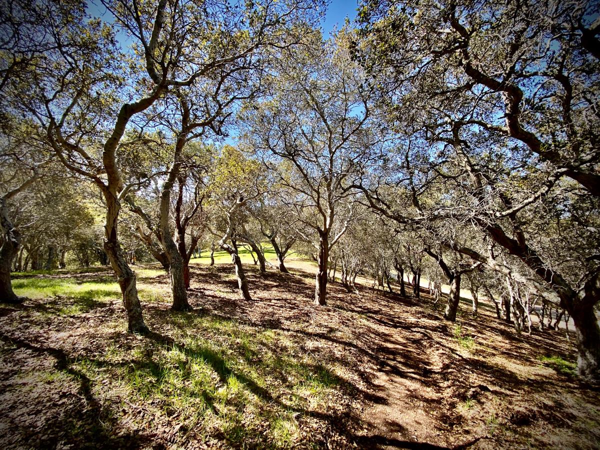 8 Corral Run, CARMEL VALLEY, California 93923, ,Lots And Land,For Sale,Corral Run,40963857