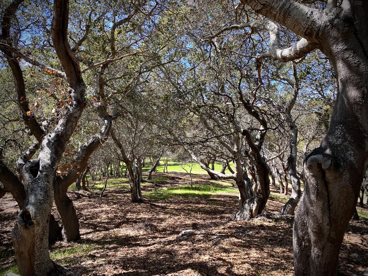 8 Corral Run, CARMEL VALLEY, California 93923, ,Lots And Land,For Sale,Corral Run,40963857