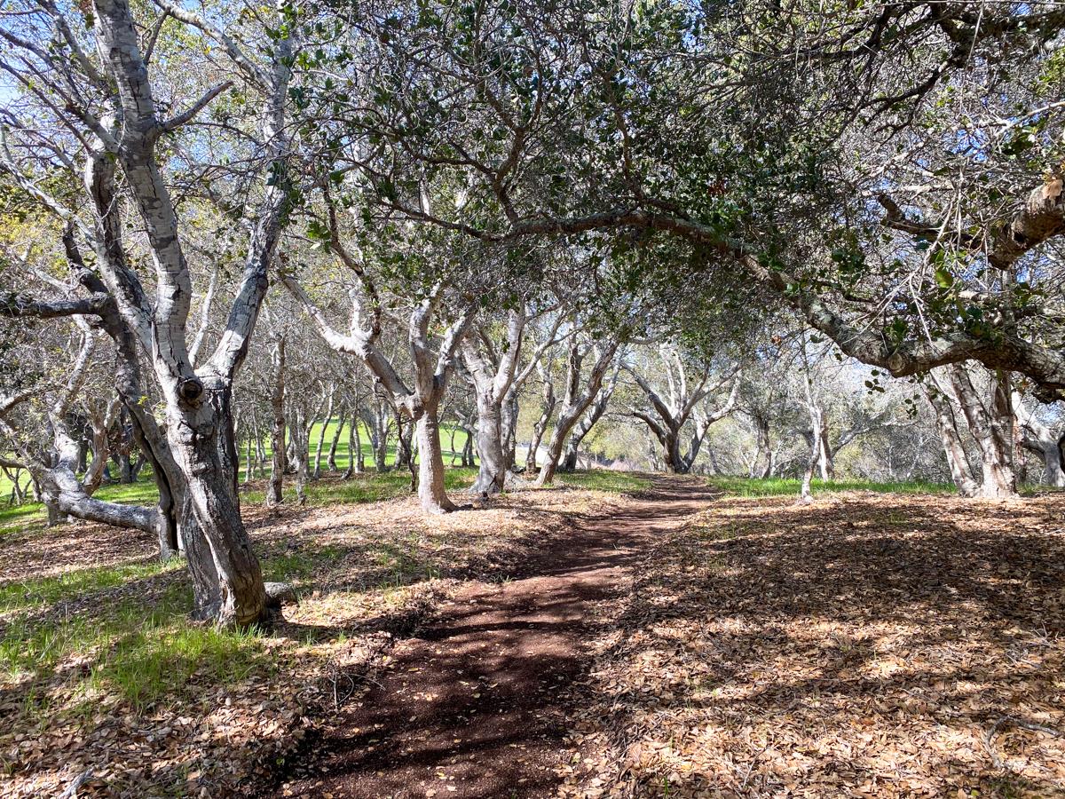 8 Corral Run, CARMEL VALLEY, California 93923, ,Lots And Land,For Sale,Corral Run,40963857