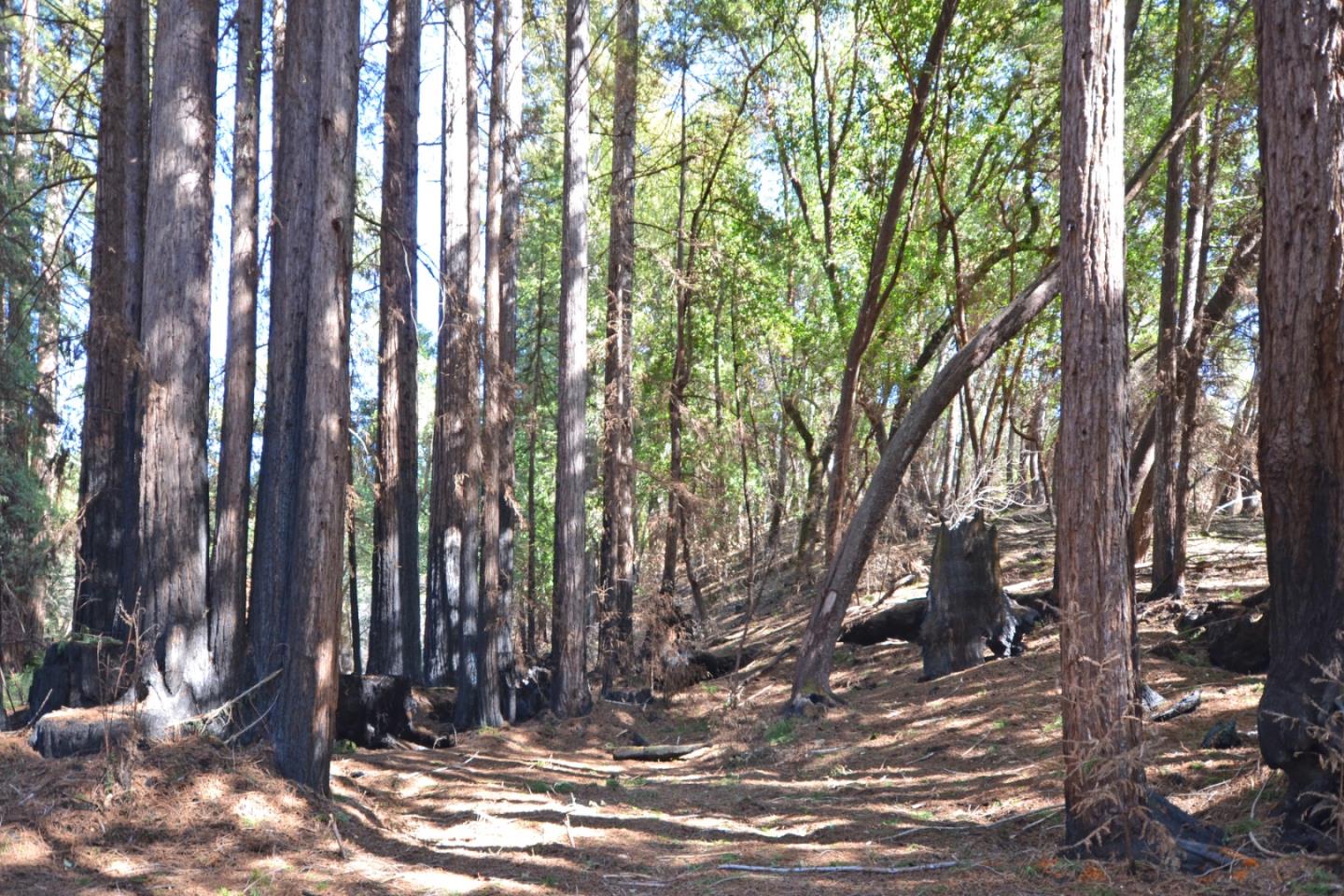 18140 China Grade Road, BOULDER CREEK, California 95006, ,Lots And Land,For Sale,China Grade Road,40963893