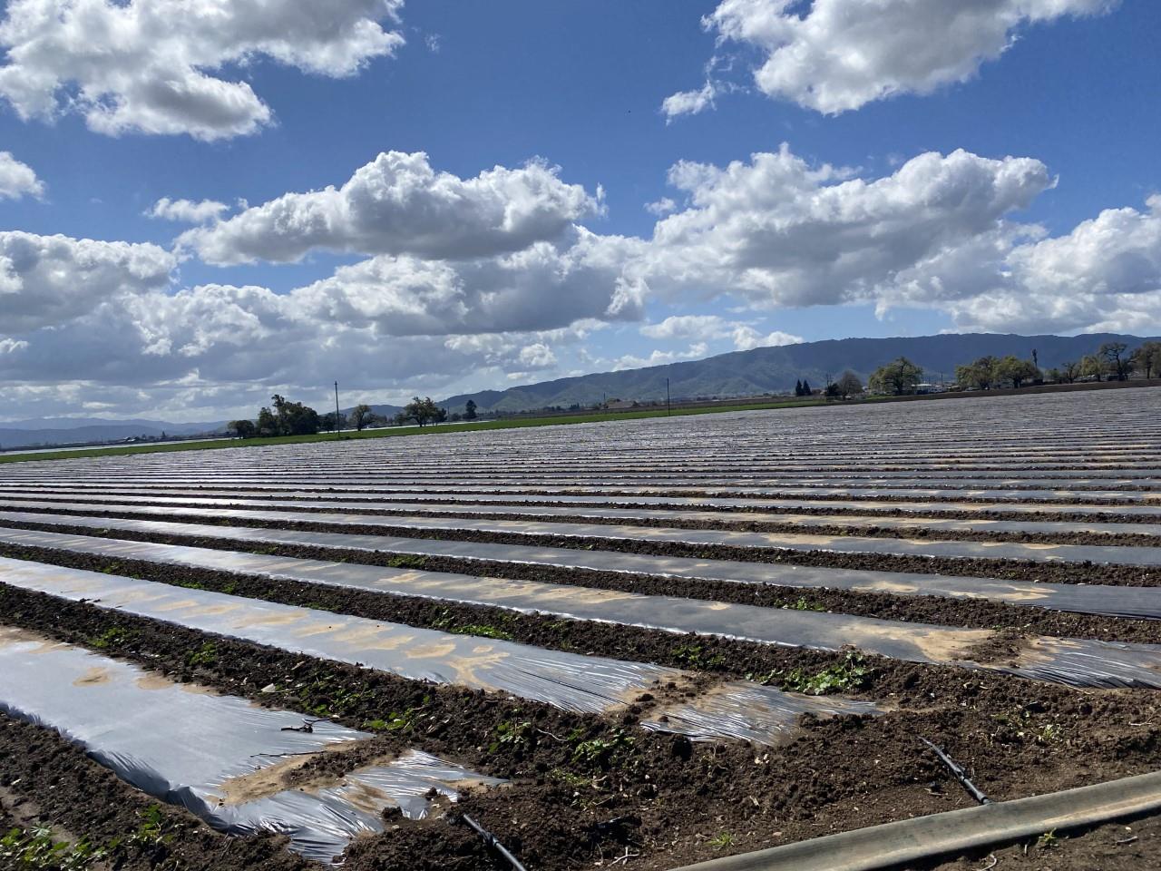 0 Marcella Avenue, GILROY, California 95020, ,Lots And Land,For Sale,Marcella Avenue,40963925
