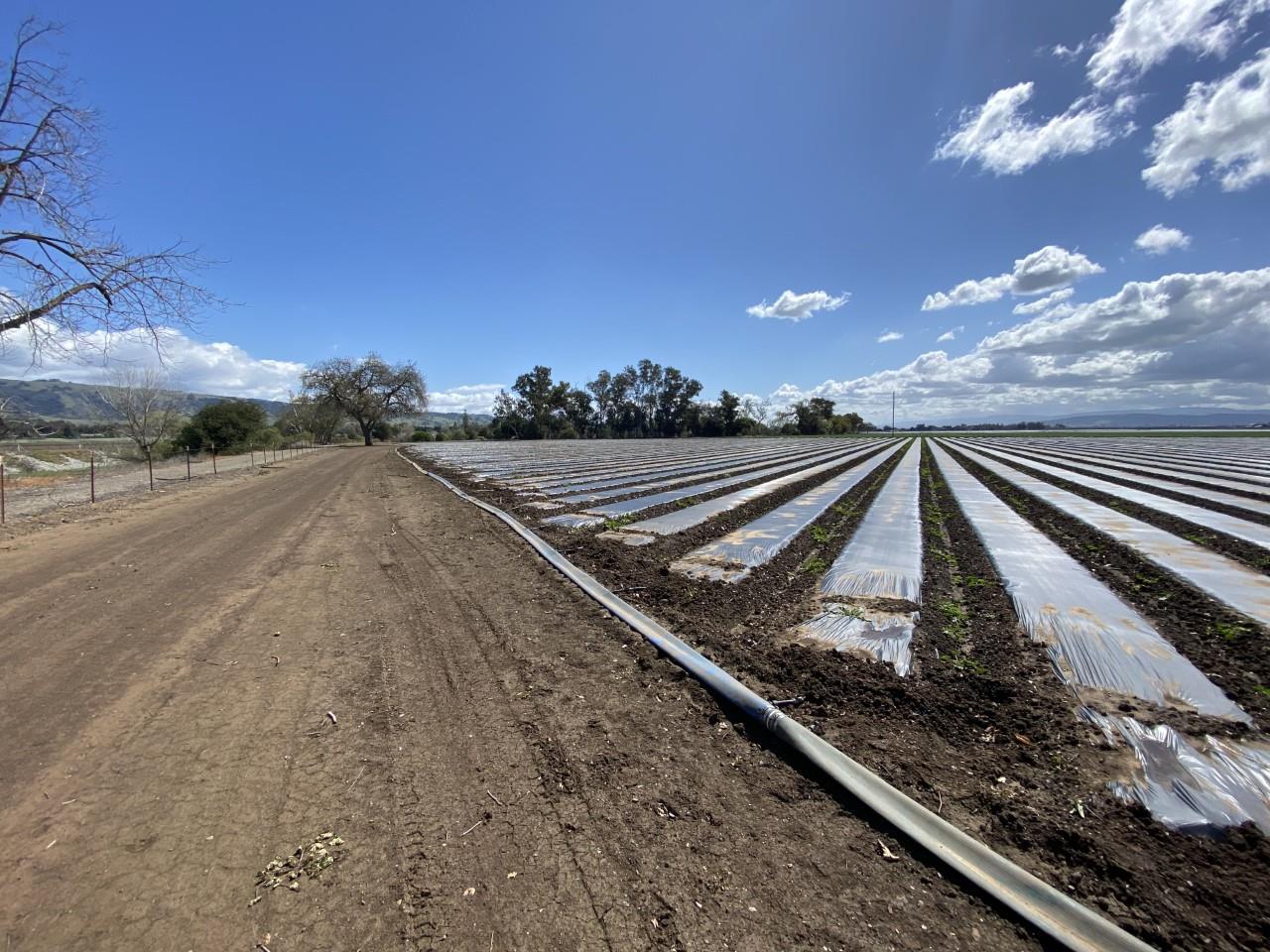 0 Marcella Avenue, GILROY, California 95020, ,Lots And Land,For Sale,Marcella Avenue,40963925
