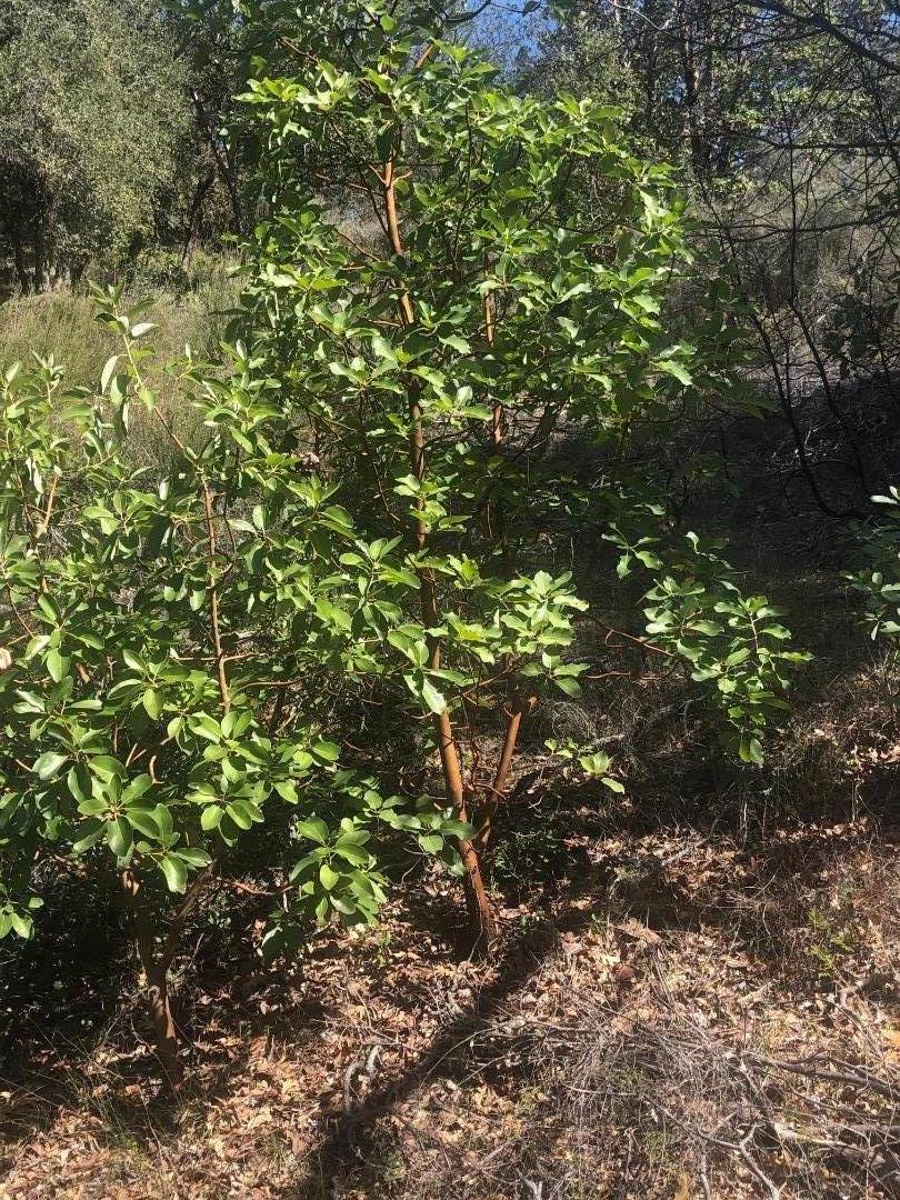 0 Lambert Flats, CARMEL VALLEY, California 93924, ,Lots And Land,For Sale,Lambert Flats,40963933