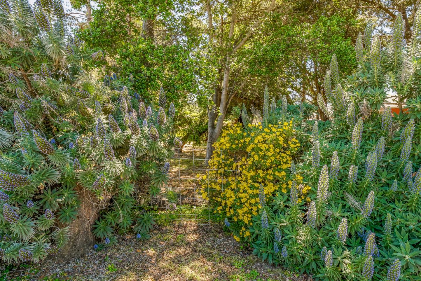 0 Mattison Lane, SANTA CRUZ, California 95062, ,Lots And Land,For Sale,Mattison Lane,40964101