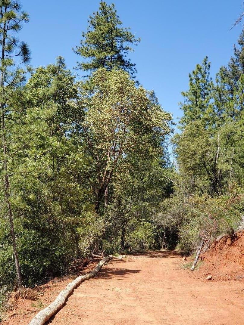0 Shoo Fly Road, PLACERVILLE, California 95667, ,Lots And Land,For Sale,Shoo Fly Road,40964139