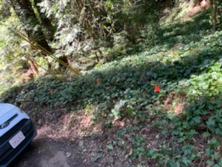 27 Wildwood, BOULDER CREEK, California 95006, ,Lots And Land,For Sale,Wildwood,40964198