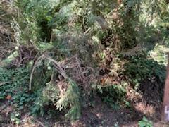 27 Wildwood, BOULDER CREEK, California 95006, ,Lots And Land,For Sale,Wildwood,40964198