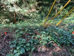 27 Wildwood, BOULDER CREEK, California 95006, ,Lots And Land,For Sale,Wildwood,40964198