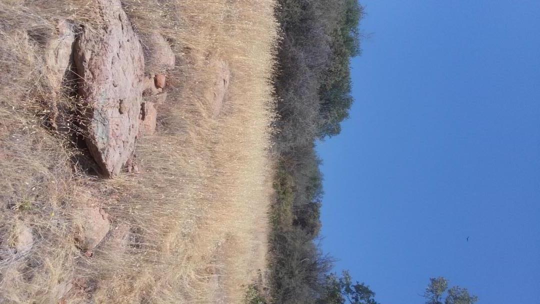 2153 Roan Road, ANGELS CAMP, California 95222, ,Lots And Land,For Sale,Roan Road,40964221