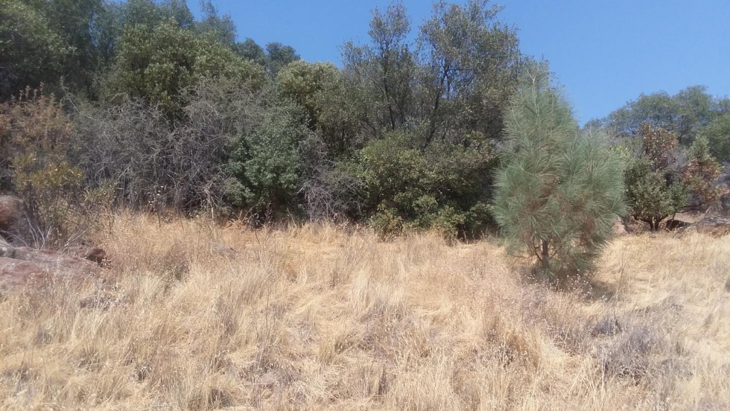 2153 Roan Road, ANGELS CAMP, California 95222, ,Lots And Land,For Sale,Roan Road,40964221
