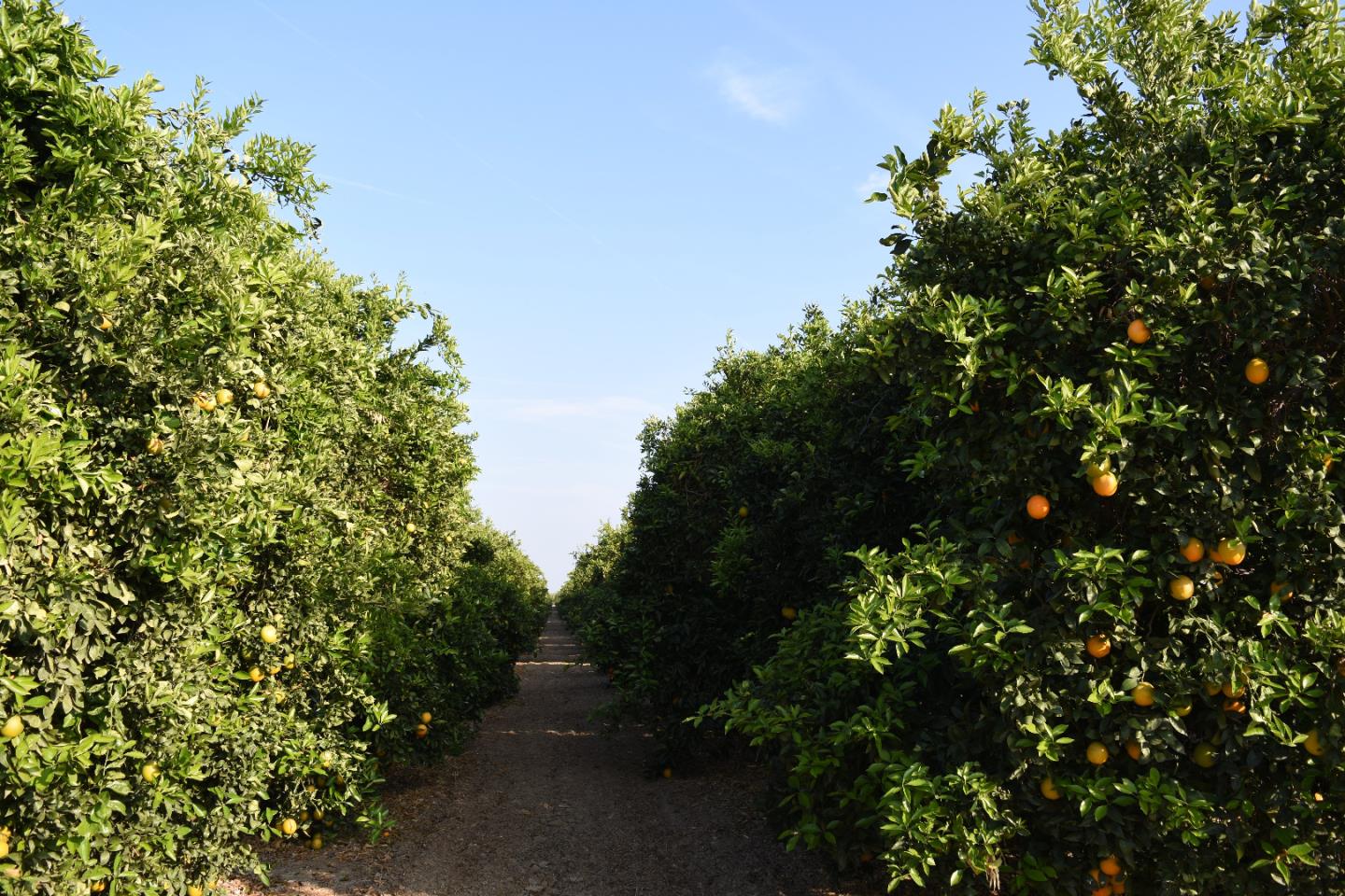 00 CA 166, OTHER - SEE REMARKS, California 93252, ,Comm Lots And Land,For Sale,CA 166,40964332