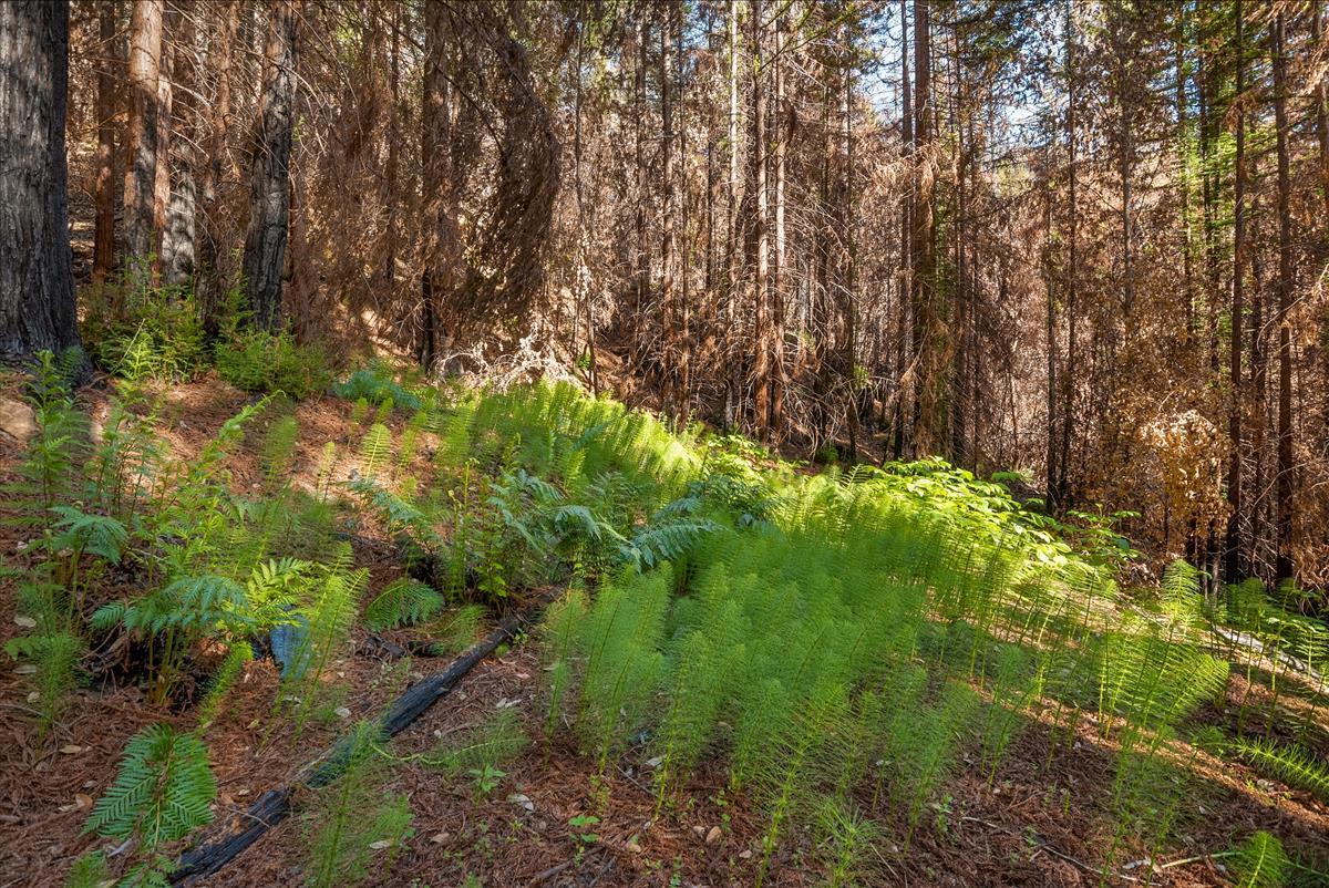 5187 Empire Grade, SANTA CRUZ, California 95060, ,Lots And Land,For Sale,Empire Grade,40964560