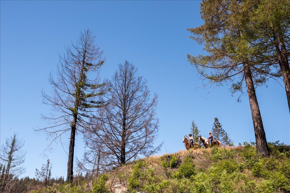 5187 Empire Grade, SANTA CRUZ, California 95060, ,Lots And Land,For Sale,Empire Grade,40964560