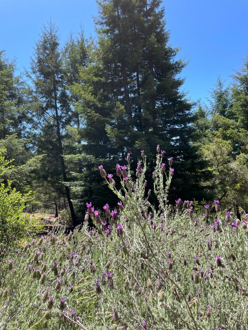 5755 Empire Grade, SANTA CRUZ, California 95060, ,Lots And Land,For Sale,Empire Grade,40964396