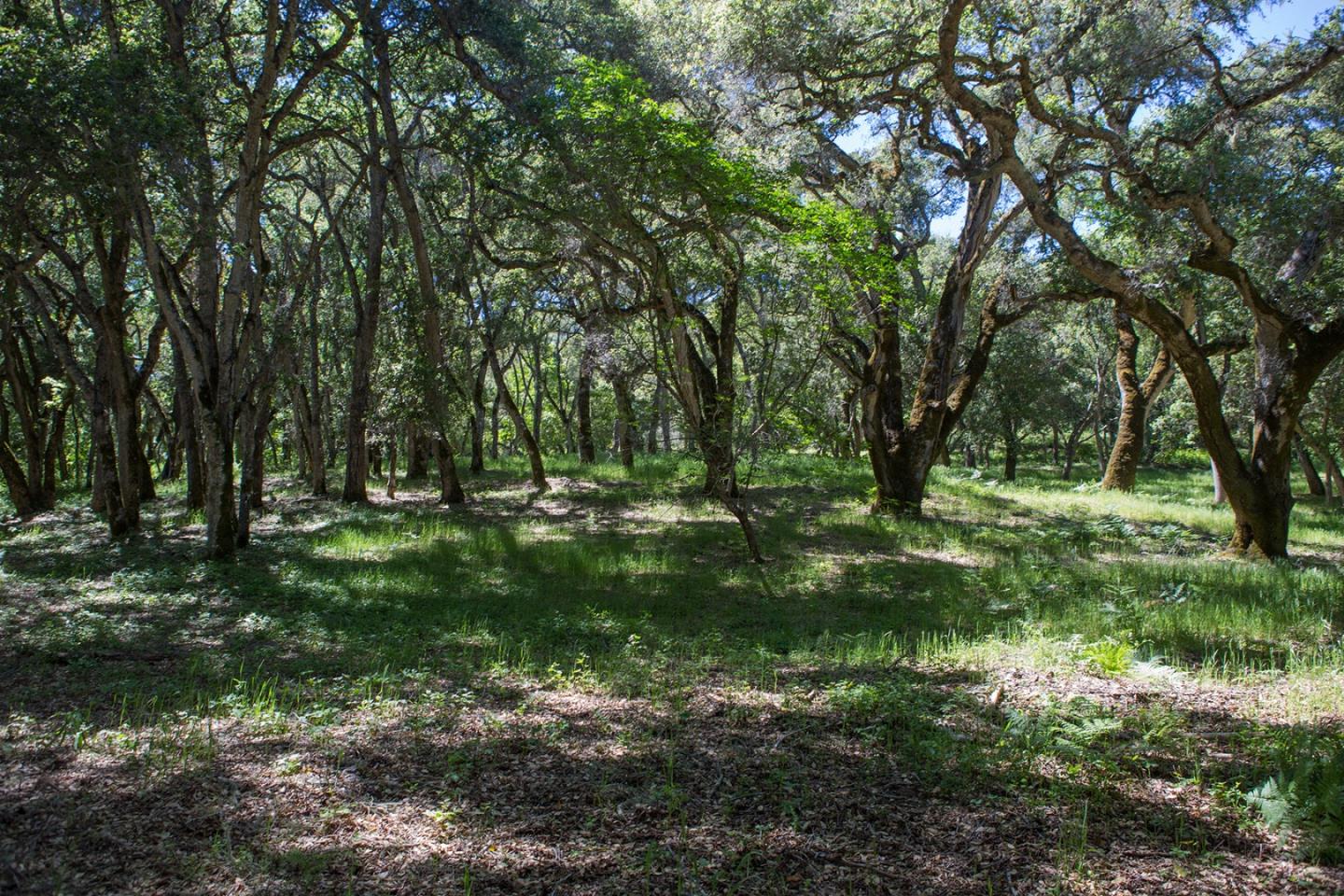 9 Garzas Trail, CARMEL, California 93923, ,Lots And Land,For Sale,Garzas Trail,40964466