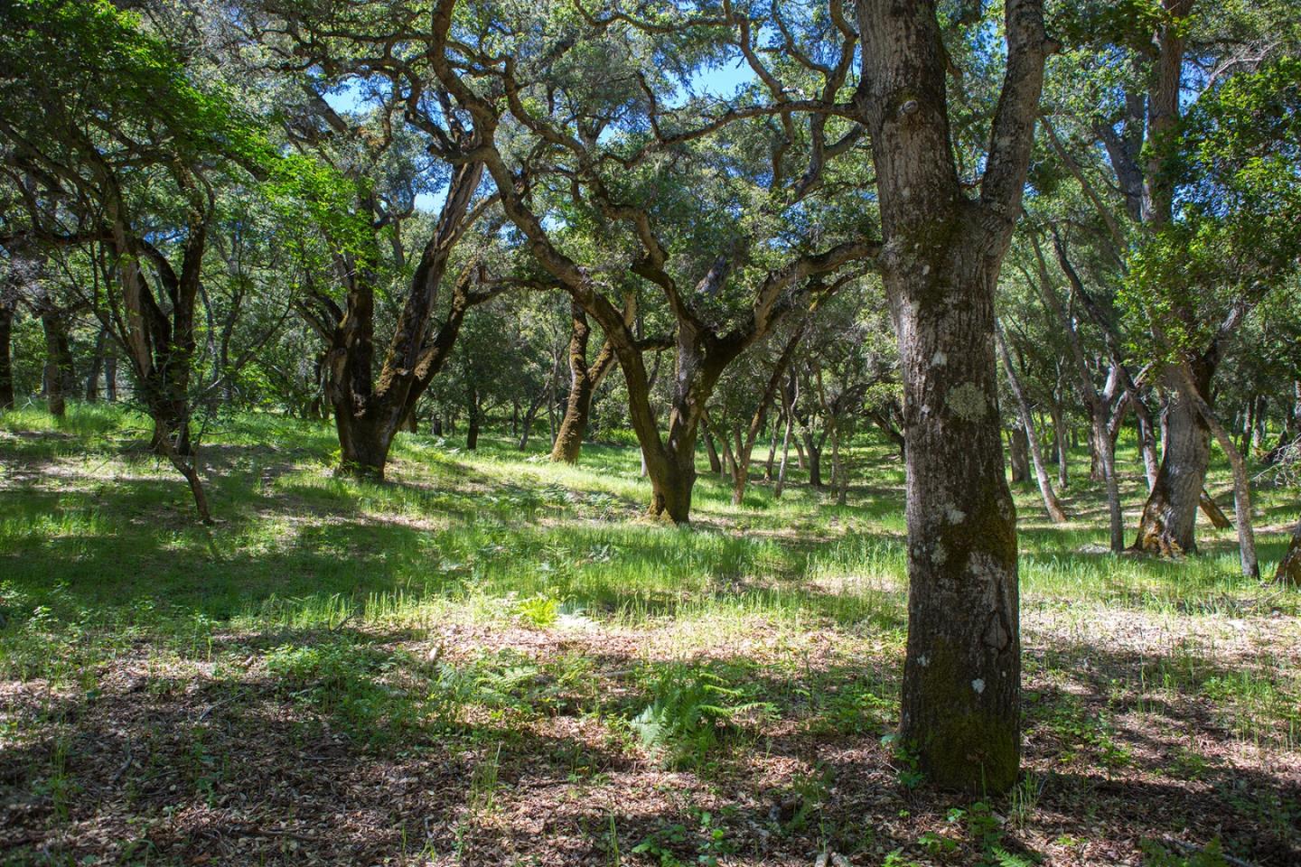 9 Garzas Trail, CARMEL, California 93923, ,Lots And Land,For Sale,Garzas Trail,40964466