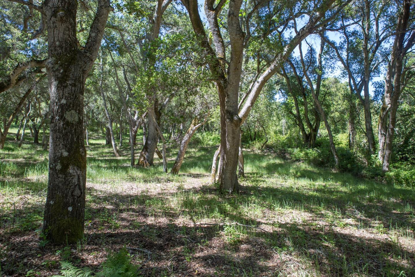 9 Garzas Trail, CARMEL, California 93923, ,Lots And Land,For Sale,Garzas Trail,40964466
