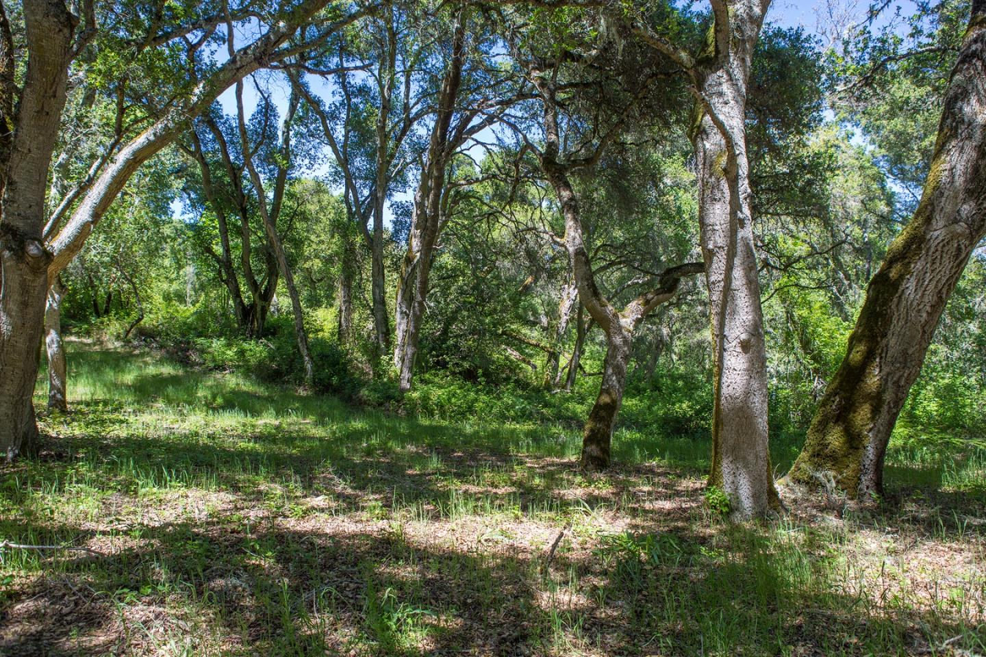 9 Garzas Trail, CARMEL, California 93923, ,Lots And Land,For Sale,Garzas Trail,40964466