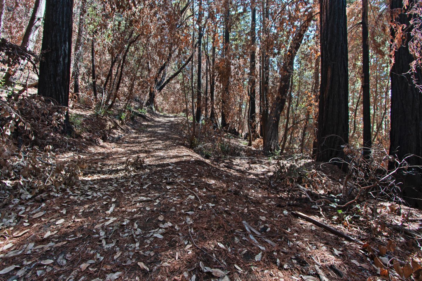 07831102 Jim's Road, BEN LOMOND, California 95005, ,Lots And Land,For Sale,Jim's Road,40964532