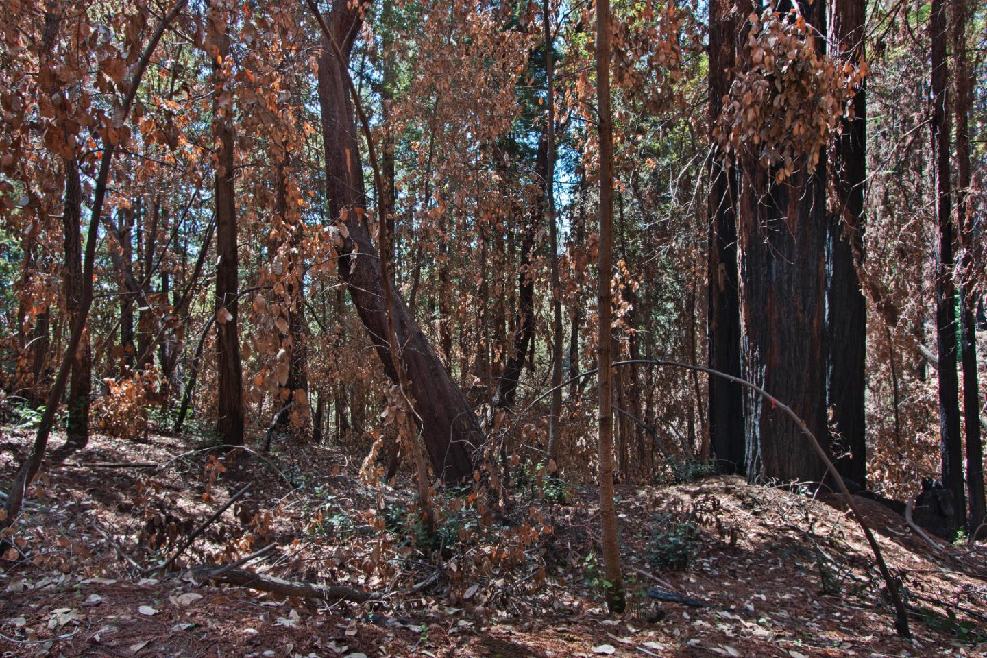 07831102 Jim's Road, BEN LOMOND, California 95005, ,Lots And Land,For Sale,Jim's Road,40964532