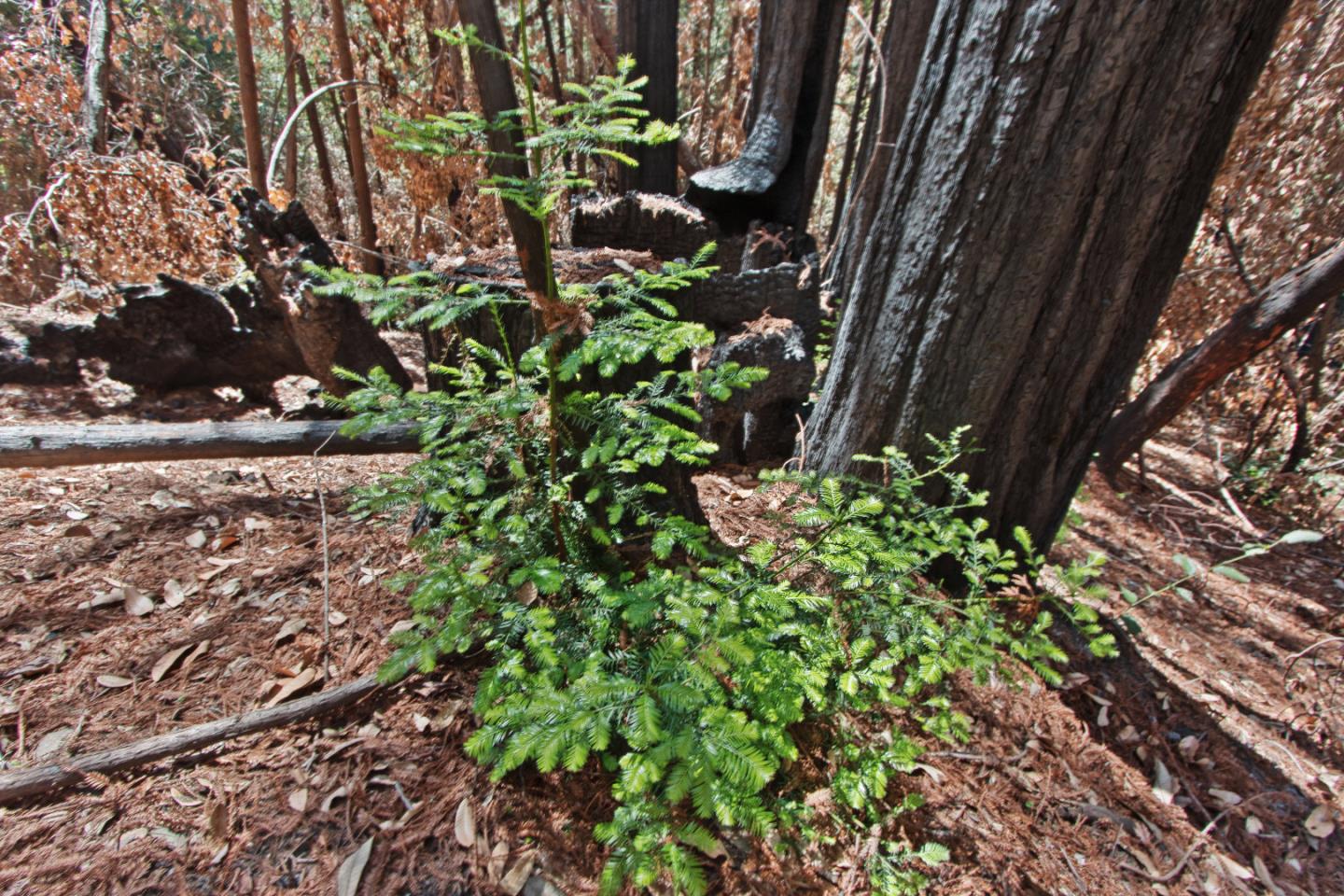 07831102 Jim's Road, BEN LOMOND, California 95005, ,Lots And Land,For Sale,Jim's Road,40964532