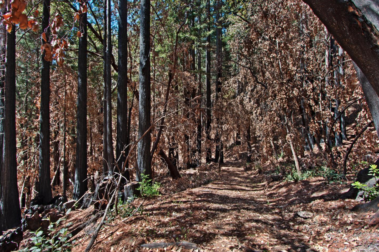 07831102 Jim's Road, BEN LOMOND, California 95005, ,Lots And Land,For Sale,Jim's Road,40964532
