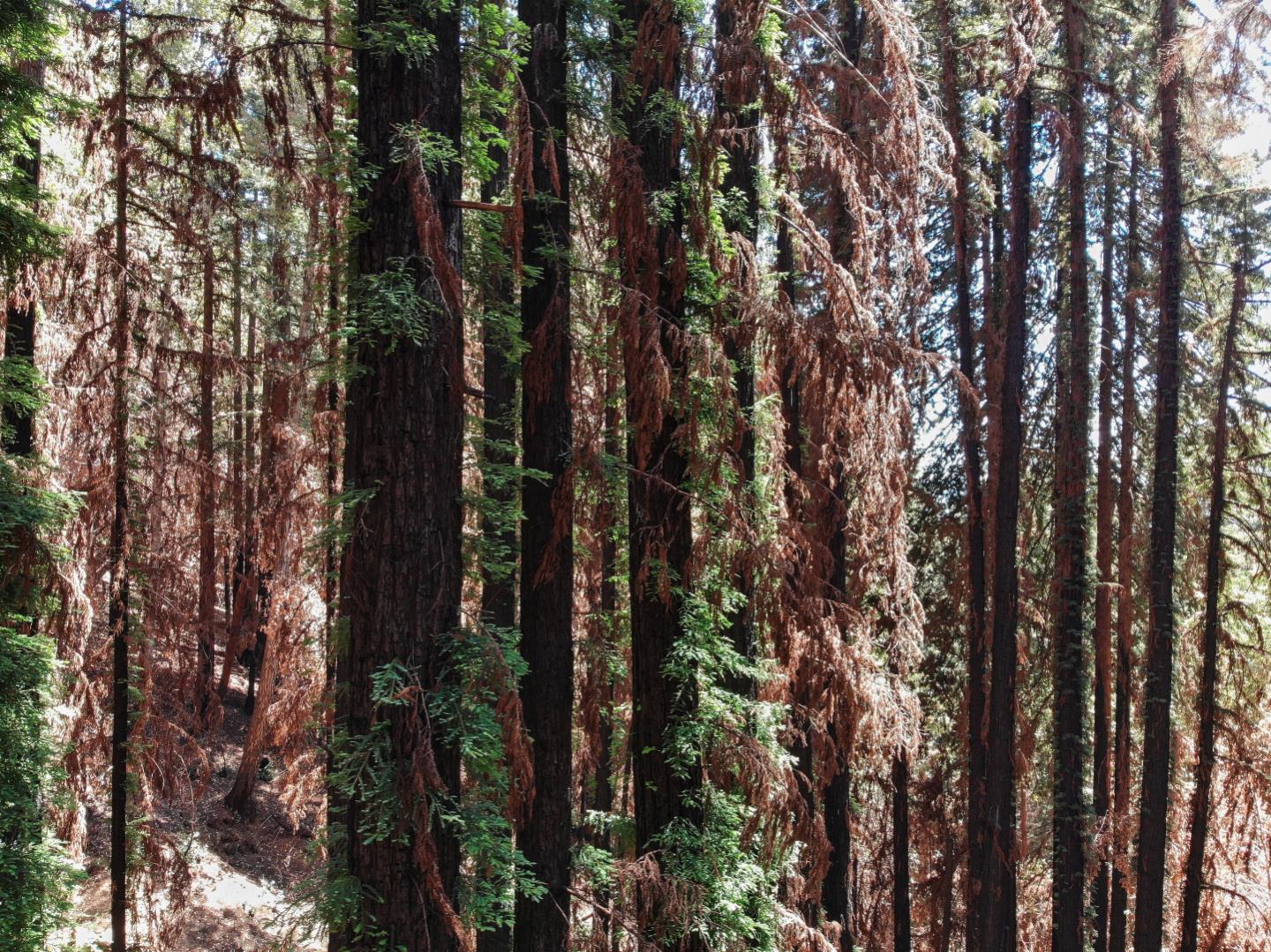 07831102 Jim's Road, BEN LOMOND, California 95005, ,Lots And Land,For Sale,Jim's Road,40964532