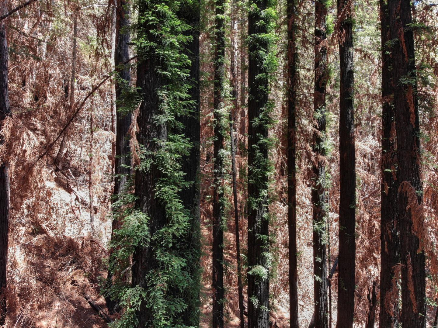 07831102 Jim's Road, BEN LOMOND, California 95005, ,Lots And Land,For Sale,Jim's Road,40964532
