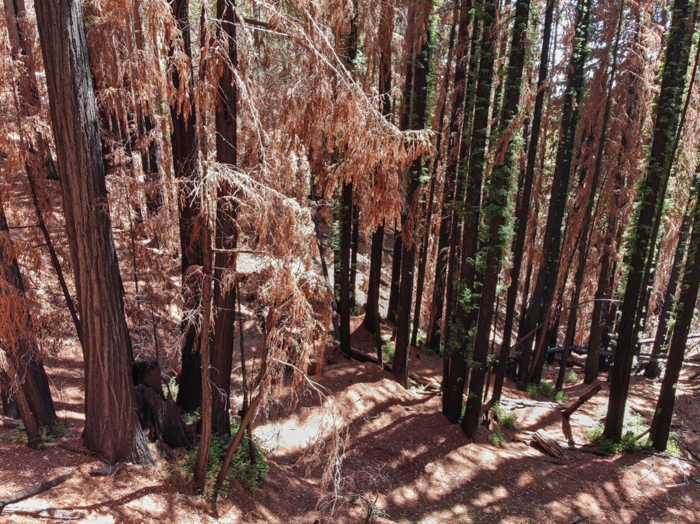 07831102 Jim's Road, BEN LOMOND, California 95005, ,Lots And Land,For Sale,Jim's Road,40964532