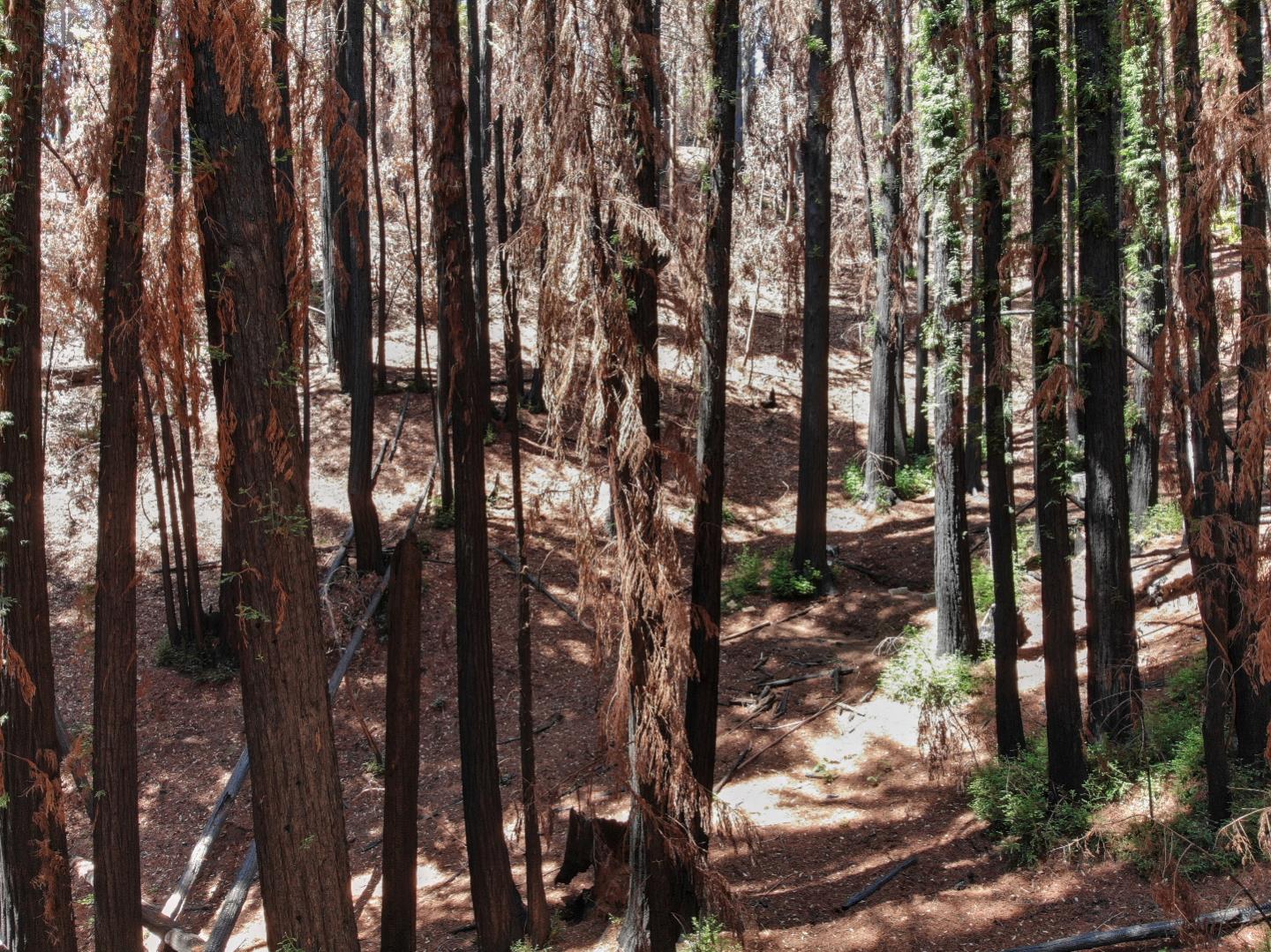 07831102 Jim's Road, BEN LOMOND, California 95005, ,Lots And Land,For Sale,Jim's Road,40964532