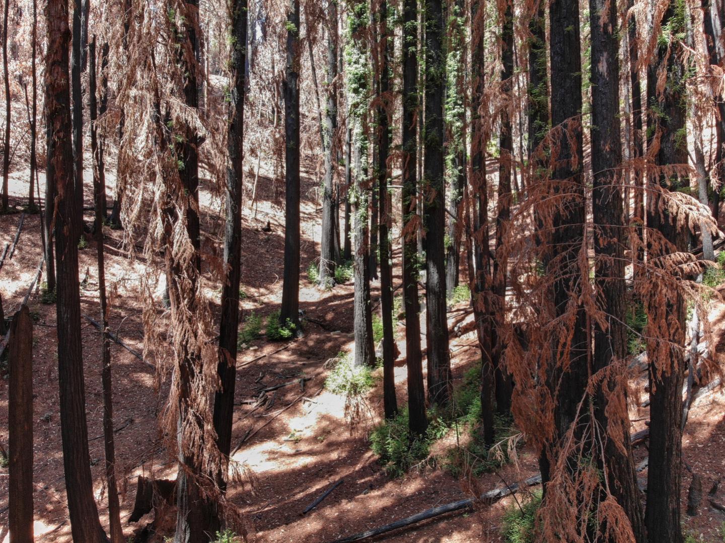 07831102 Jim's Road, BEN LOMOND, California 95005, ,Lots And Land,For Sale,Jim's Road,40964532