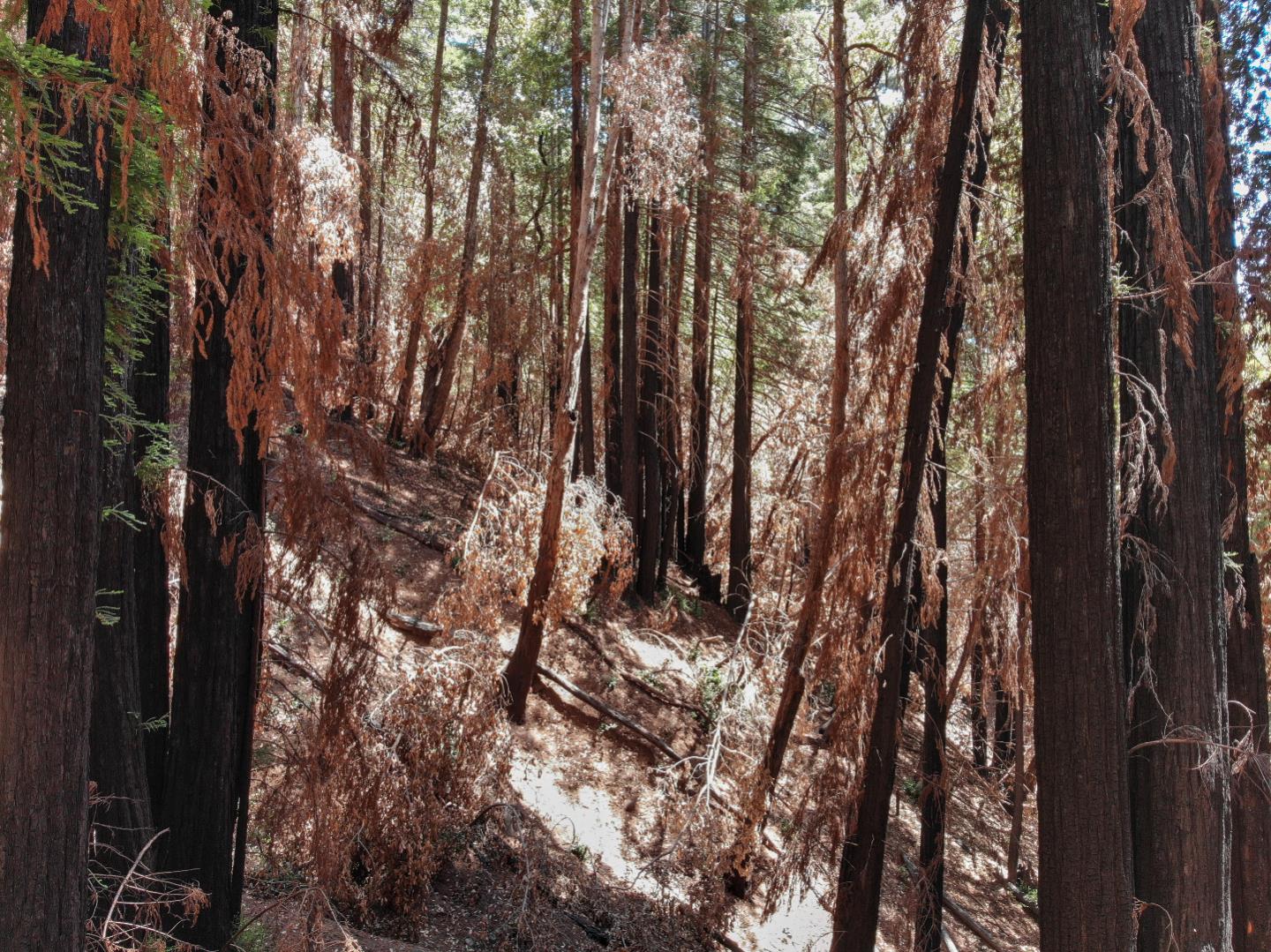 07831102 Jim's Road, BEN LOMOND, California 95005, ,Lots And Land,For Sale,Jim's Road,40964532