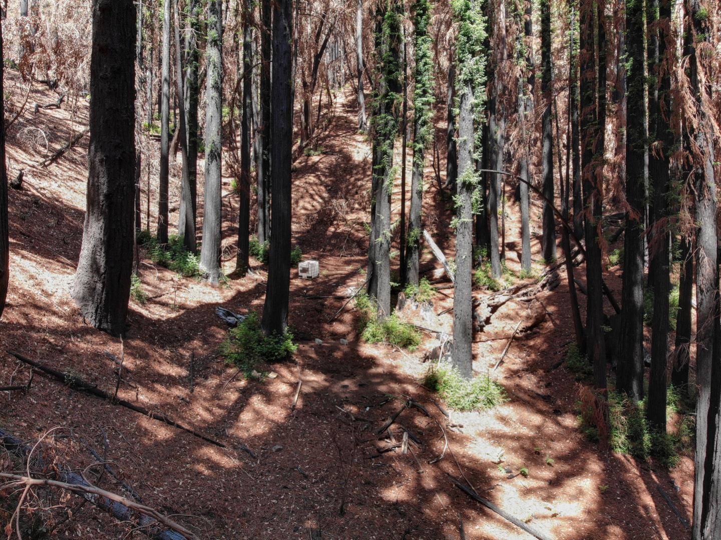 07831102 Jim's Road, BEN LOMOND, California 95005, ,Lots And Land,For Sale,Jim's Road,40964532