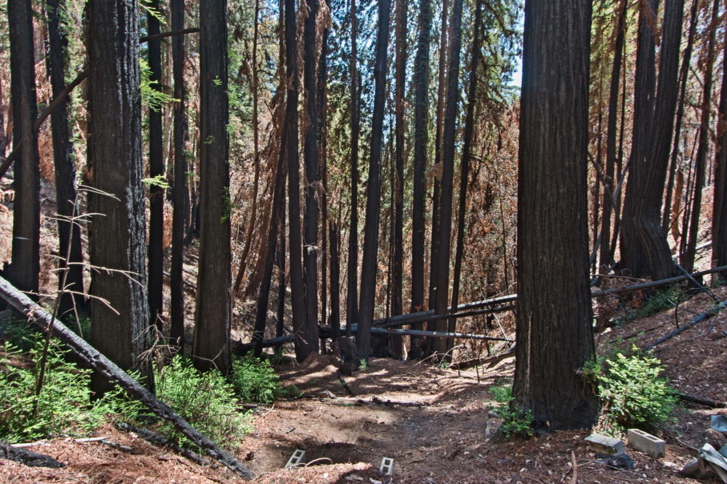 07831102 Jim's Road, BEN LOMOND, California 95005, ,Lots And Land,For Sale,Jim's Road,40964532