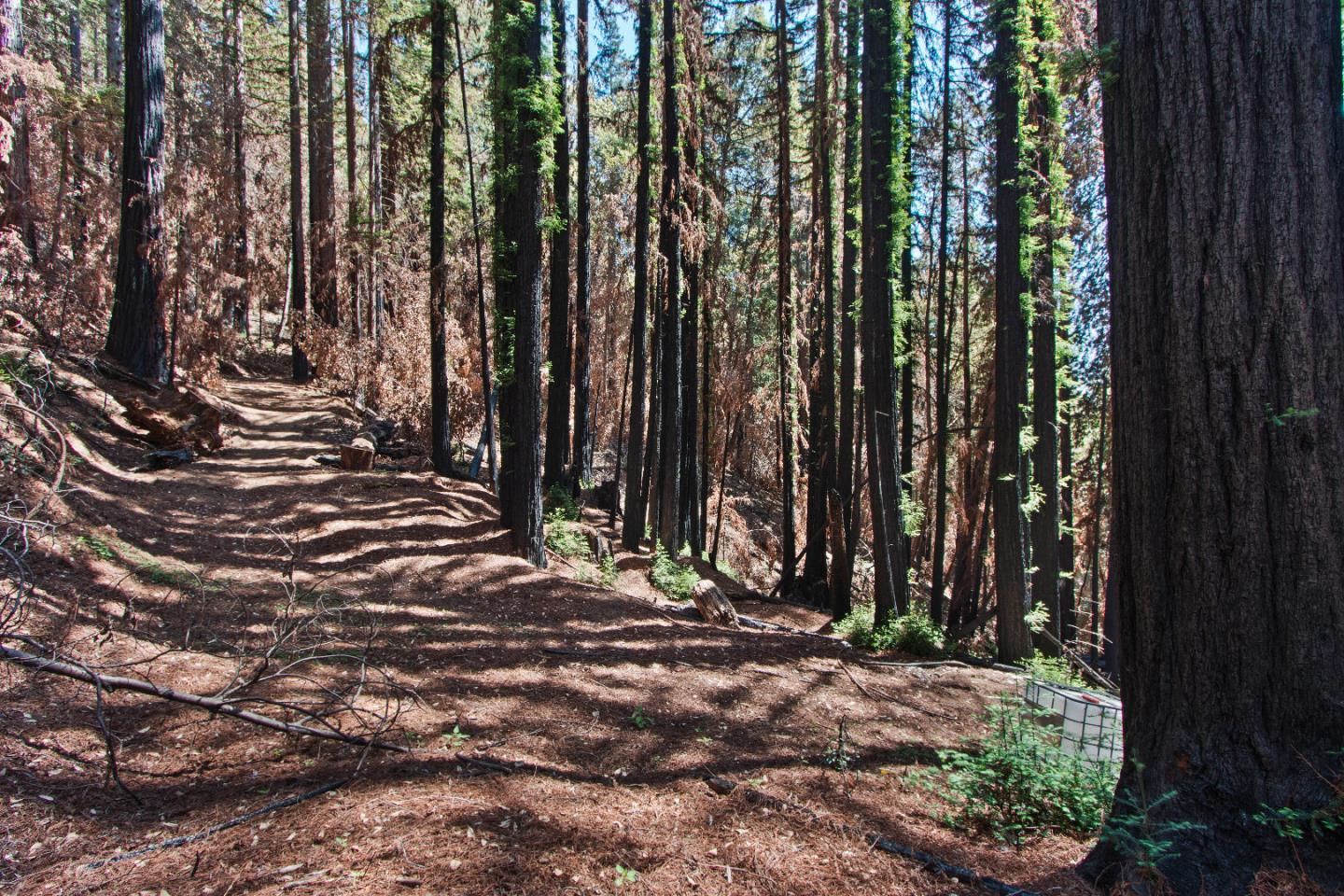 07831102 Jim's Road, BEN LOMOND, California 95005, ,Lots And Land,For Sale,Jim's Road,40964532