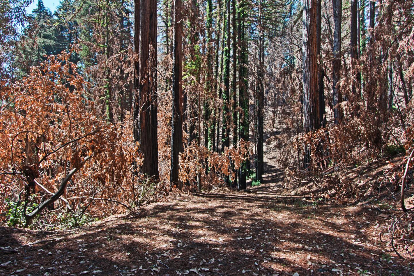 07831102 Jim's Road, BEN LOMOND, California 95005, ,Lots And Land,For Sale,Jim's Road,40964532