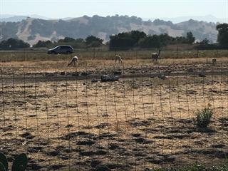 0 Richmond Avenue, MORGAN HILL, California 95037, ,Lots And Land,For Sale,Richmond Avenue,40964551