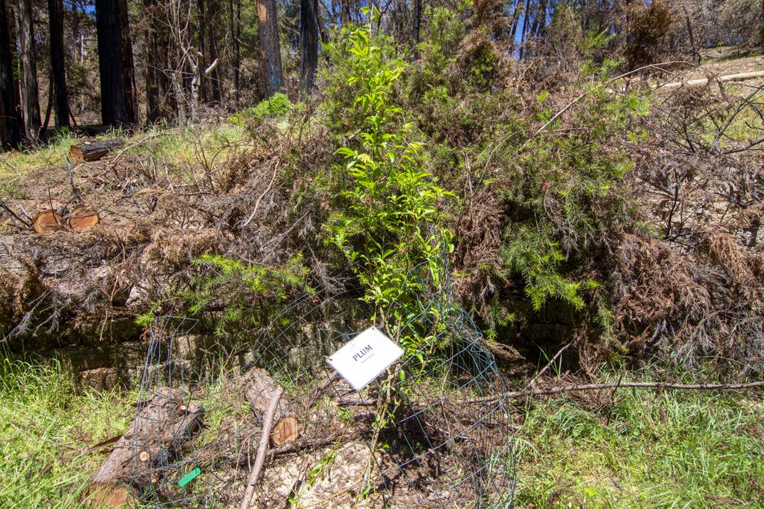 24 Everest, BOULDER CREEK, California 95006, ,Lots And Land,For Sale,Everest,40964552