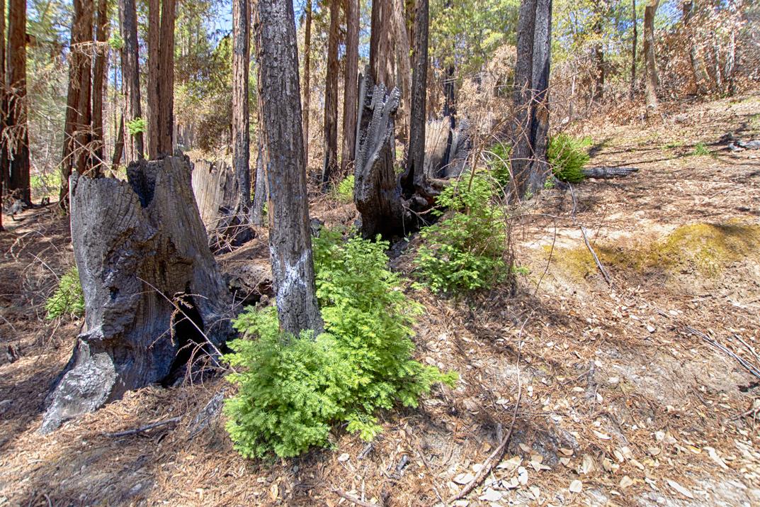 24 Everest, BOULDER CREEK, California 95006, ,Lots And Land,For Sale,Everest,40964552